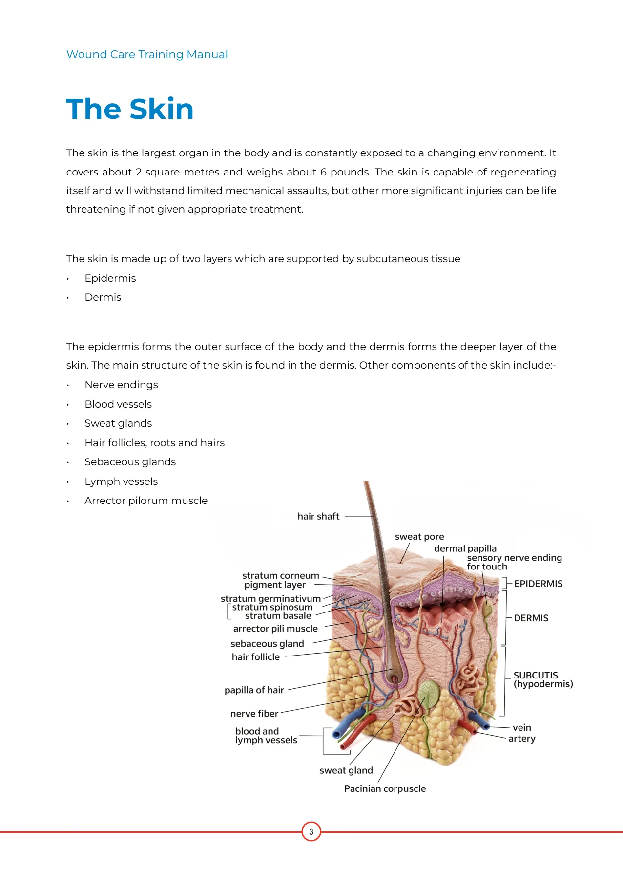Redesigned manual, The Skin page